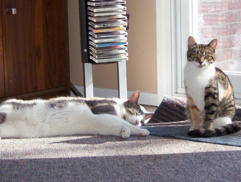 Picture of a cat / kitten / feline