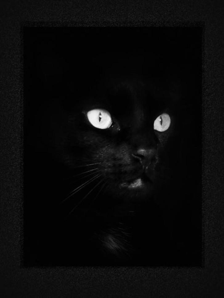 Picture of a cat / kitten / feline