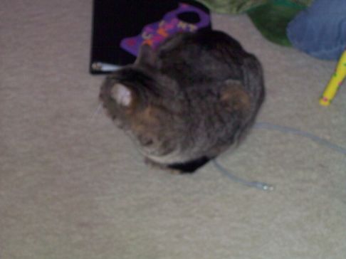 Picture of a cat / kitten / feline