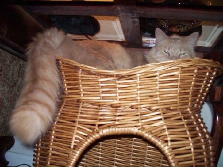 Picture of a cat / kitten / feline