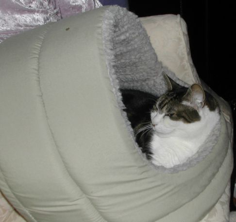 Picture of a cat / kitten / feline