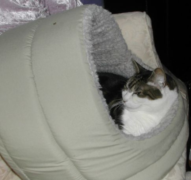 Picture of a cat / kitten / feline