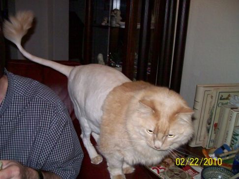 Picture of a cat / kitten / feline