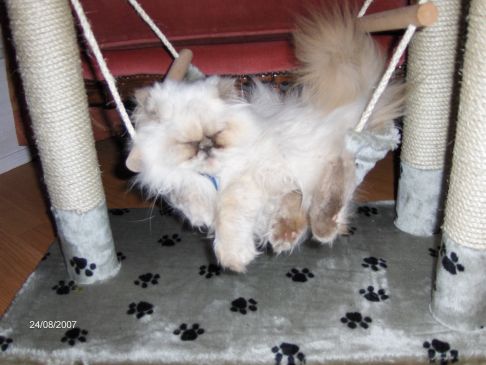 Picture of a cat / kitten / feline