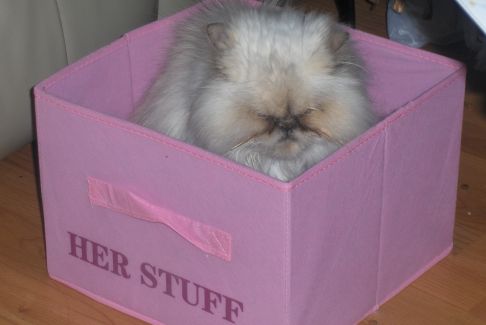 Picture of a cat / kitten / feline