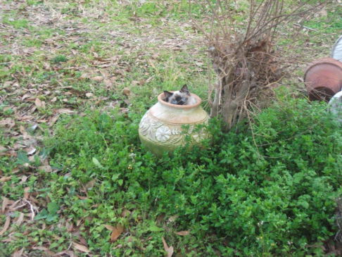 Picture of a cat / kitten / feline