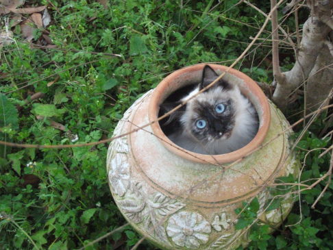 Picture of a cat / kitten / feline