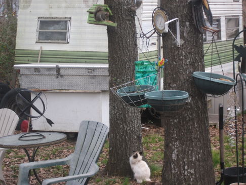 Picture of a cat / kitten / feline