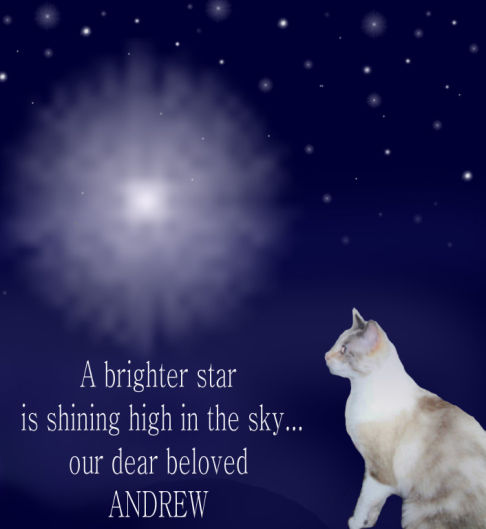 Picture of a cat / kitten / feline