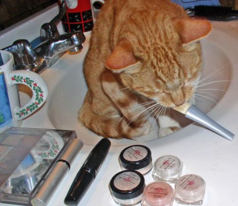 Picture of a cat / kitten / feline