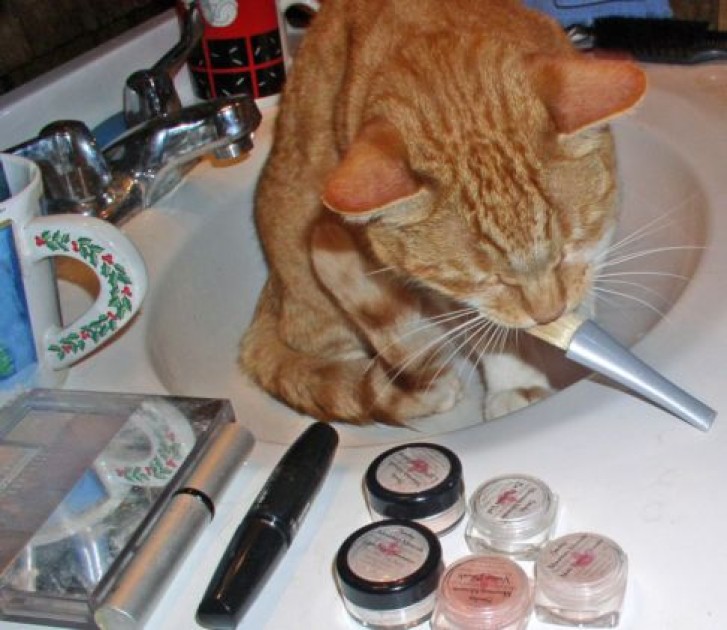 Picture of a cat / kitten / feline