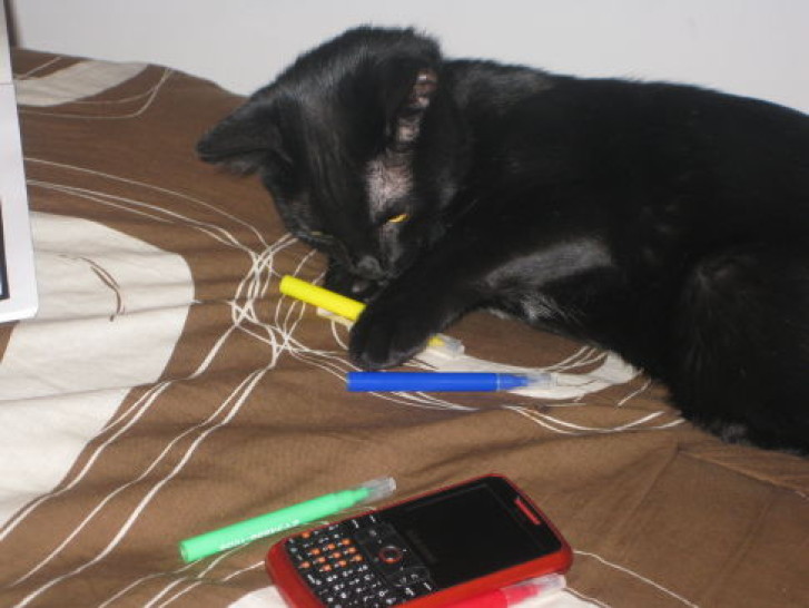 Picture of a cat / kitten / feline