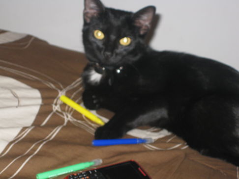 Picture of a cat / kitten / feline