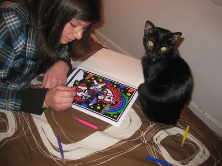 Picture of a cat / kitten / feline