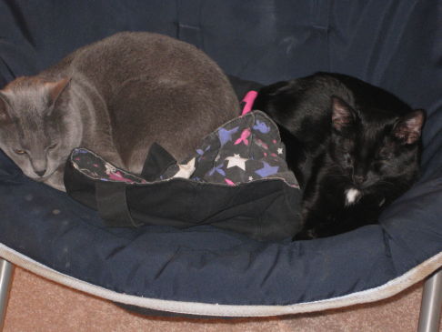 Picture of a cat / kitten / feline