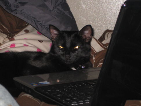 Picture of a cat / kitten / feline