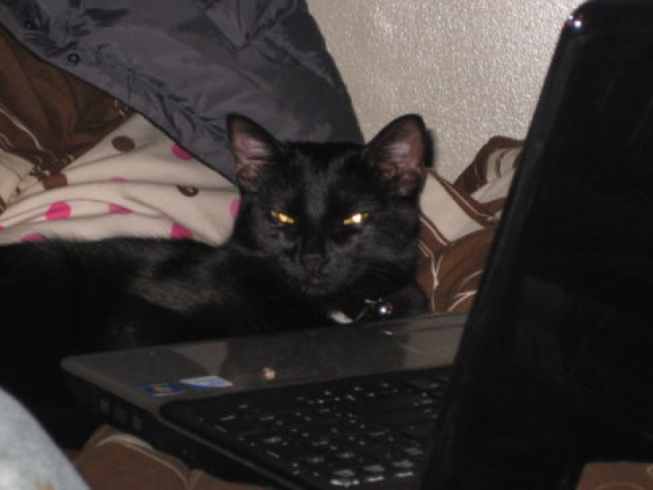 Picture of a cat / kitten / feline