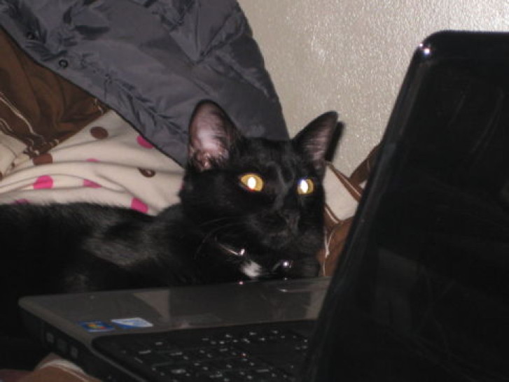 Picture of a cat / kitten / feline