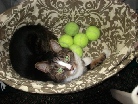 Picture of a cat / kitten / feline