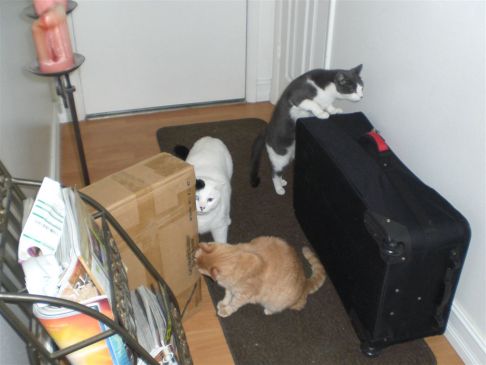 Picture of a cat / kitten / feline