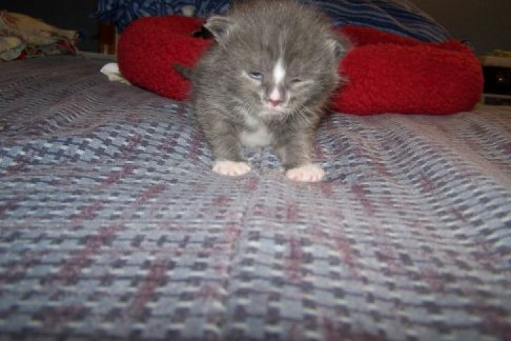 Picture of a cat / kitten / feline