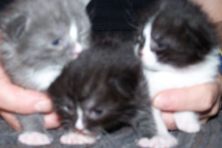 Picture of a cat / kitten / feline