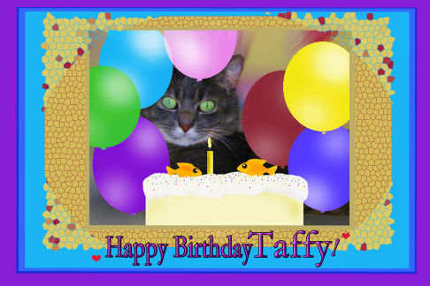 Picture of a cat / kitten / feline