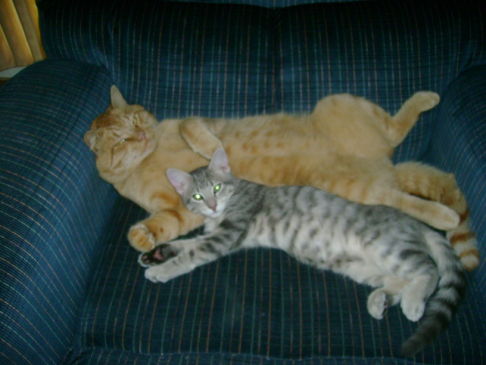 Picture of a cat / kitten / feline