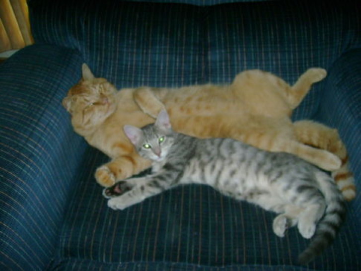 Picture of a cat / kitten / feline