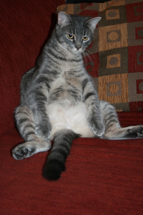 Picture of a cat / kitten / feline