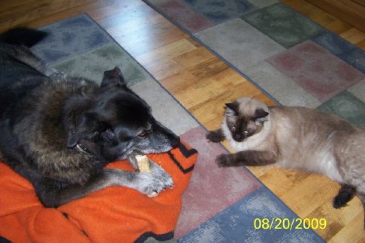 Picture of a cat / kitten / feline