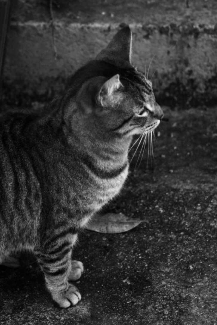 Picture of a cat / kitten / feline