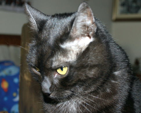 Picture of a cat / kitten / feline