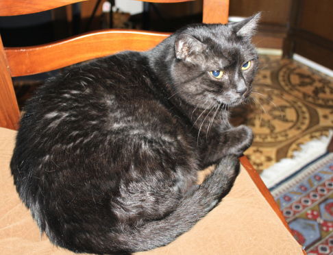 Picture of a cat / kitten / feline