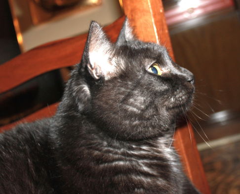 Picture of a cat / kitten / feline