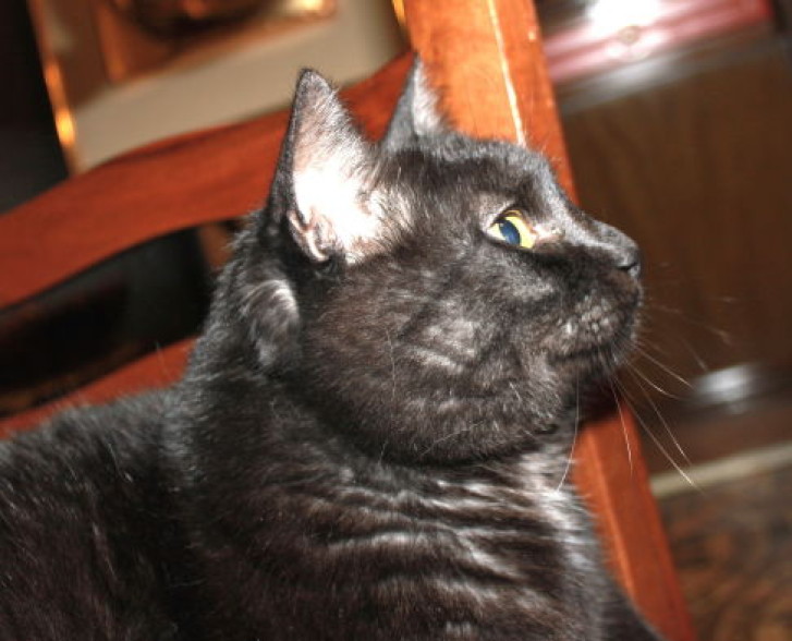 Picture of a cat / kitten / feline