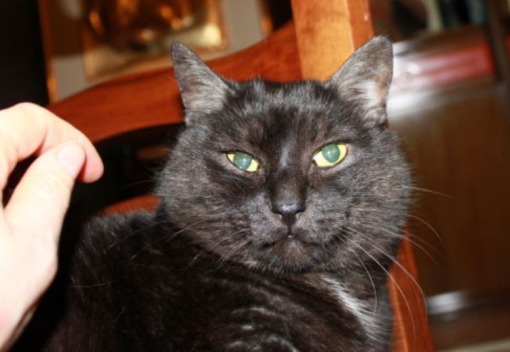 Picture of a cat / kitten / feline