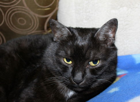 Picture of a cat / kitten / feline