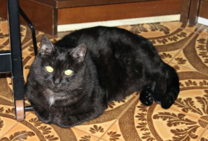 Picture of a cat / kitten / feline