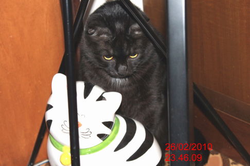 Picture of a cat / kitten / feline