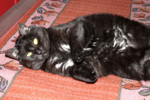 Picture of a cat / kitten / feline