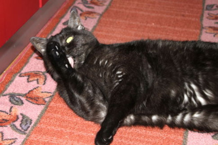 Picture of a cat / kitten / feline