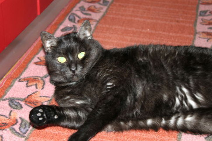 Picture of a cat / kitten / feline