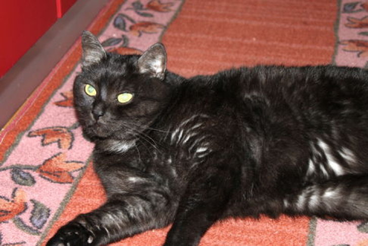 Picture of a cat / kitten / feline