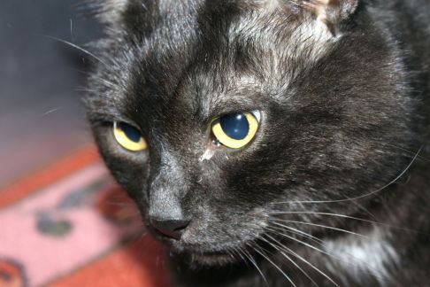 Picture of a cat / kitten / feline