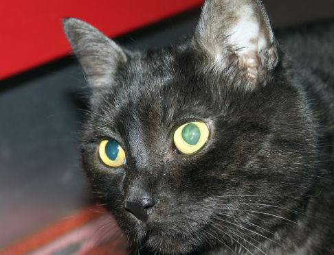 Picture of a cat / kitten / feline