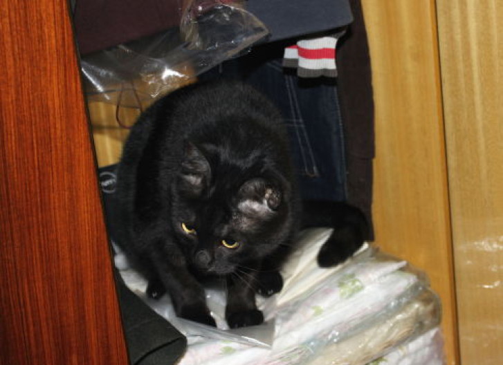 Picture of a cat / kitten / feline