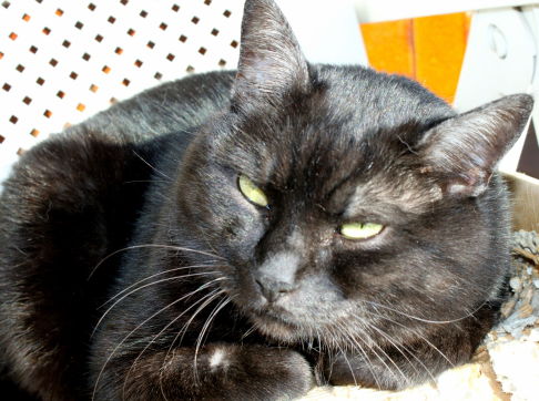 Picture of a cat / kitten / feline