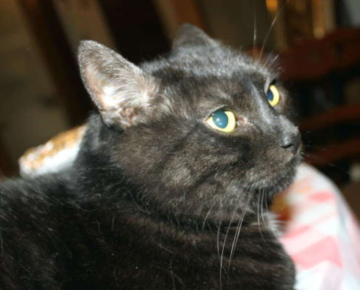 Picture of a cat / kitten / feline