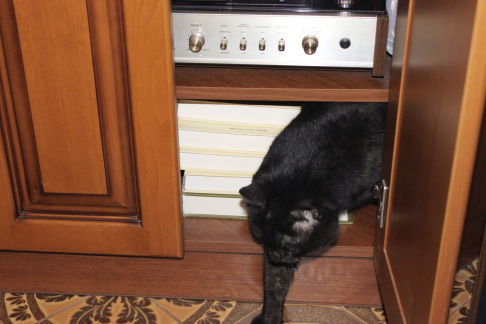 Picture of a cat / kitten / feline